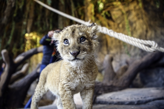 Türkiye'nin ilk aslan parkı ziyaretçilerini bekliyor
